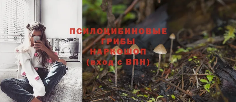 Галлюциногенные грибы Psilocybine cubensis  Кандалакша 