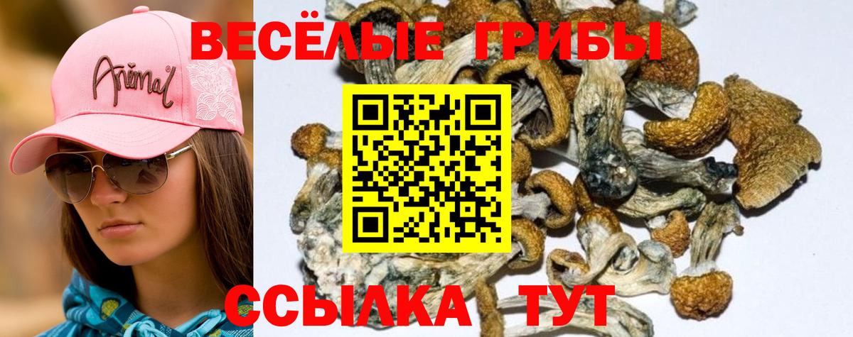 Кандалакша  Галлюциногенные грибы GOLDEN TEACHER  Вход с VPN 